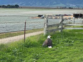 SPCA team rescues injured bald eagle in Salinas Bald eagle