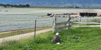 SPCA team rescues injured bald eagle in Salinas Bald eagle