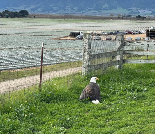 SPCA team rescues injured bald eagle in Salinas Bald eagle