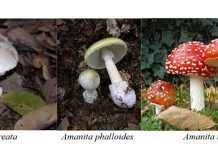 Monterey County sees increase in hospitalizations due to mushroom poisoning Mushrooms