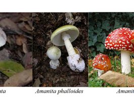 Monterey County sees increase in hospitalizations due to mushroom poisoning Mushrooms