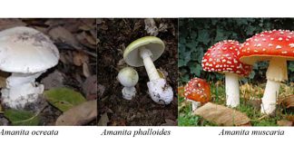 Monterey County sees increase in hospitalizations due to mushroom poisoning Mushrooms