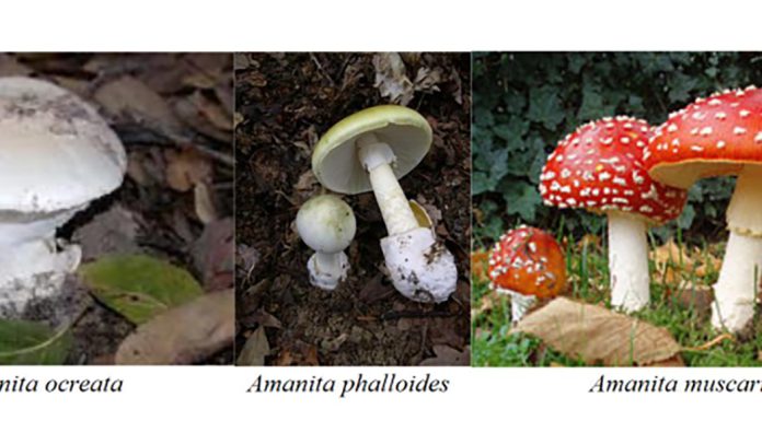 Monterey County sees increase in hospitalizations due to mushroom poisoning Mushrooms