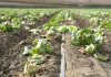 Lettuce virus showing signs of return in Salinas Valley Salinas Valley lettuce field