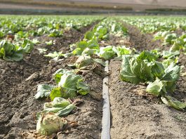 Lettuce virus showing signs of return in Salinas Valley Salinas Valley lettuce field