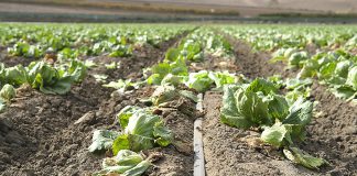 Lettuce virus showing signs of return in Salinas Valley Salinas Valley lettuce field