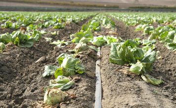 Salinas Valley lettuce field