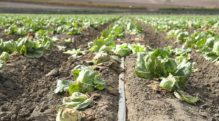 Lettuce virus showing signs of return in Salinas Valley Salinas Valley lettuce field