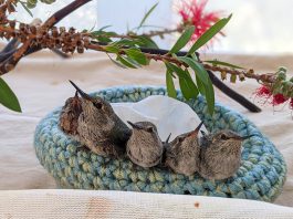 SPCA Monterey County urges tree trimming in winter to protect nesting wildlife Young hummingbirds in nest