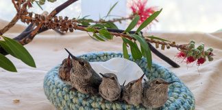 SPCA Monterey County urges tree trimming in winter to protect nesting wildlife Young hummingbirds in nest