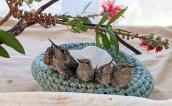 Young hummingbirds in nest