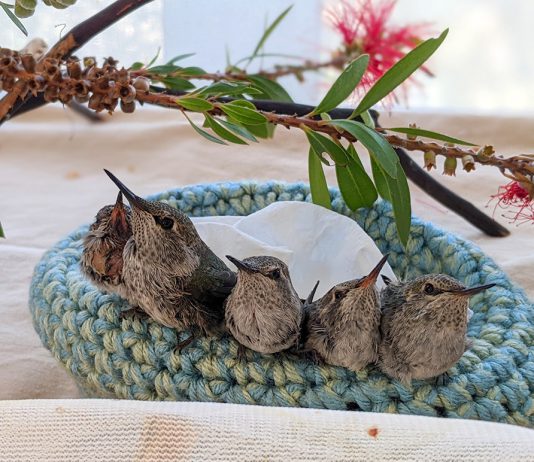 SPCA Monterey County urges tree trimming in winter to protect nesting wildlife Young hummingbirds in nest
