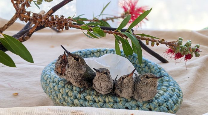 SPCA Monterey County urges tree trimming in winter to protect nesting wildlife Young hummingbirds in nest
