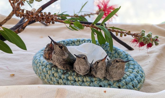 SPCA young hummingbirds in nest Young hummingbirds in nest