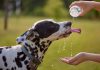 High temperatures pose risk to pets, SPCA warns Dog drinks water from plastic bottle