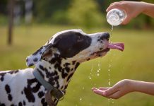 High temperatures pose risk to pets, SPCA warns Dog drinks water from plastic bottle