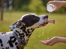 High temperatures pose risk to pets, SPCA warns Dog drinks water from plastic bottle