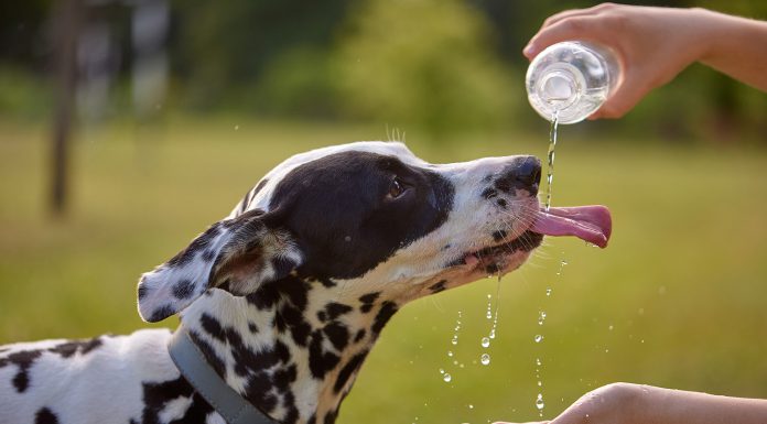High temperatures pose risk to pets, SPCA warns Dog drinks water from plastic bottle