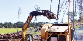 Eucalyptus removal project turns trees into biochar for farm research Crews remove invasive eucalyptus trees