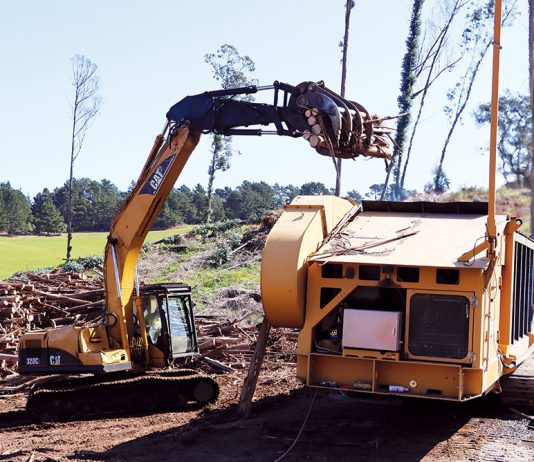 Eucalyptus removal project turns trees into biochar for farm research Crews remove invasive eucalyptus trees