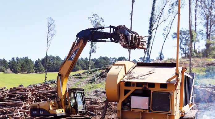 Eucalyptus removal project turns trees into biochar for farm research Crews remove invasive eucalyptus trees