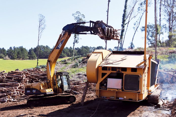 Crews remove invasive eucalyptus trees
