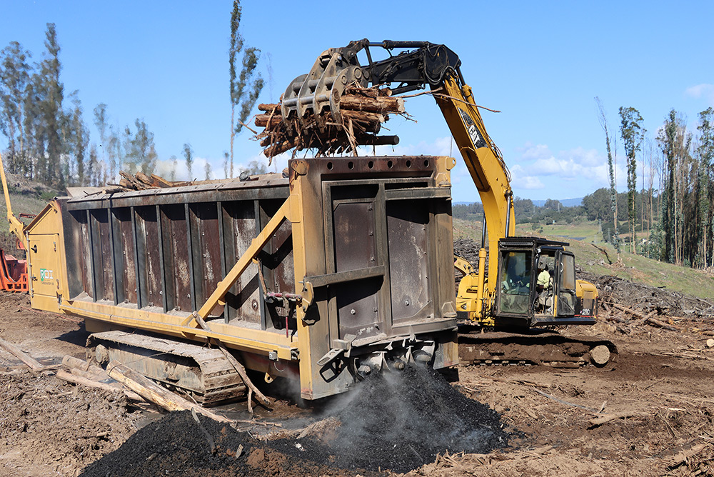 Crews remove invasive eucalyptus trees