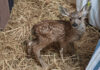 SPCA Monterey County warns against ‘fawn-napping’ as spring season begins Rescued fawn