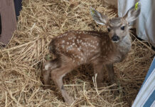 SPCA Monterey County warns against ‘fawn-napping’ as spring season begins Rescued fawn