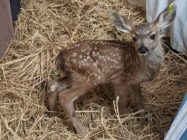 SPCA Monterey County warns against ‘fawn-napping’ as spring season begins Rescued fawn