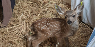 SPCA Monterey County warns against ‘fawn-napping’ as spring season begins Rescued fawn
