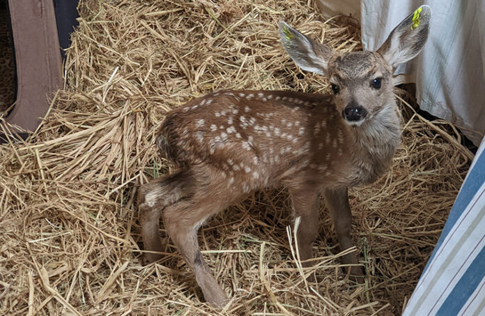 Rescued Fawn-3 Rescued fawn