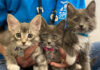 SPCA Monterey County seeks foster volunteers for 187 rescued puppies, kittens SPCA kittens