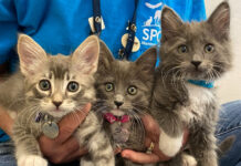 SPCA Monterey County seeks foster volunteers for 187 rescued puppies, kittens SPCA kittens