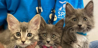 SPCA Monterey County seeks foster volunteers for 187 rescued puppies, kittens SPCA kittens