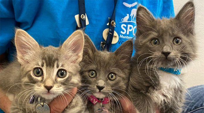 SPCA Monterey County seeks foster volunteers for 187 rescued puppies, kittens SPCA kittens