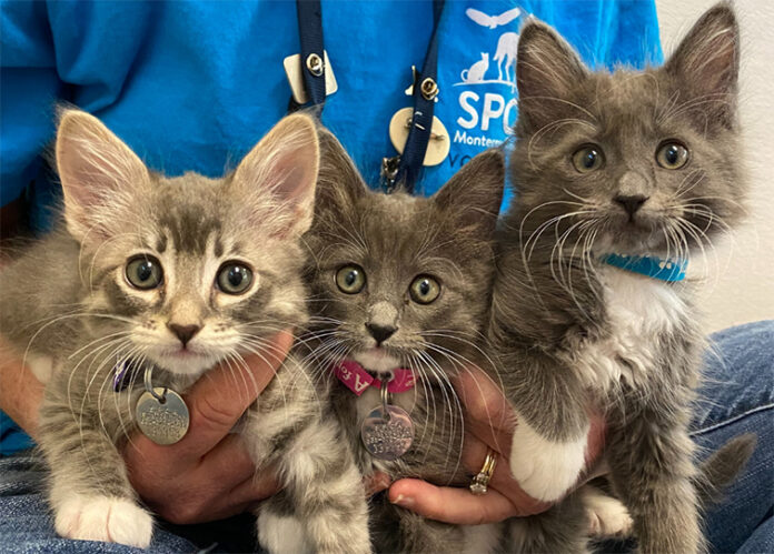 SPCA Three Kittens SPCA kittens