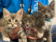 SPCA kittens