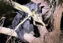 Black bear sighting prompts police response in Greenfield black bear