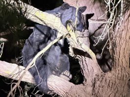 Black bear sighting prompts police response in Greenfield black bear