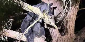 Black bear sighting prompts police response in Greenfield black bear