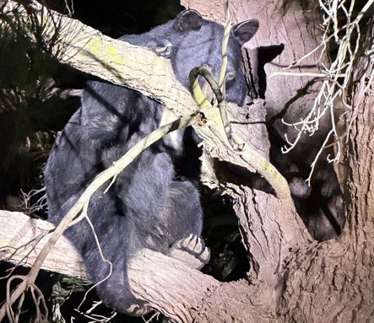 Black bear sighting prompts police response in Greenfield black bear