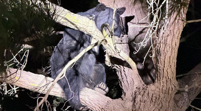 Black bear sighting prompts police response in Greenfield black bear