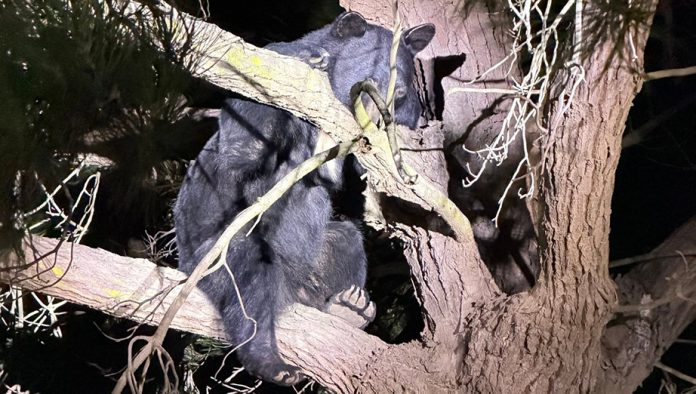 black bear