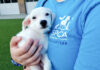 SPCA Monterey County offers 4th of July pet safety tips SPCA volunteer with puppy
