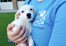 SPCA Monterey County offers 4th of July pet safety tips SPCA volunteer with puppy