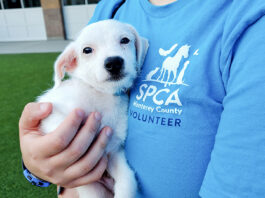 SPCA Monterey County offers 4th of July pet safety tips SPCA volunteer with puppy