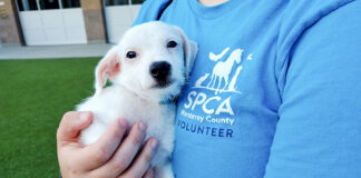 SPCA Monterey County offers 4th of July pet safety tips SPCA volunteer with puppy
