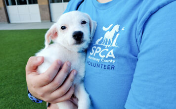 SPCA volunteer with puppy