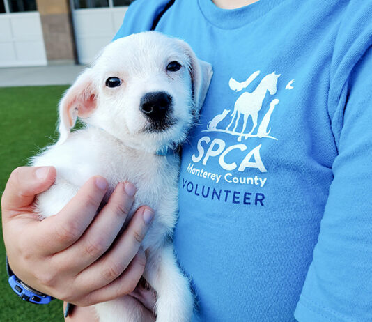 SPCA Monterey County offers 4th of July pet safety tips SPCA volunteer with puppy
